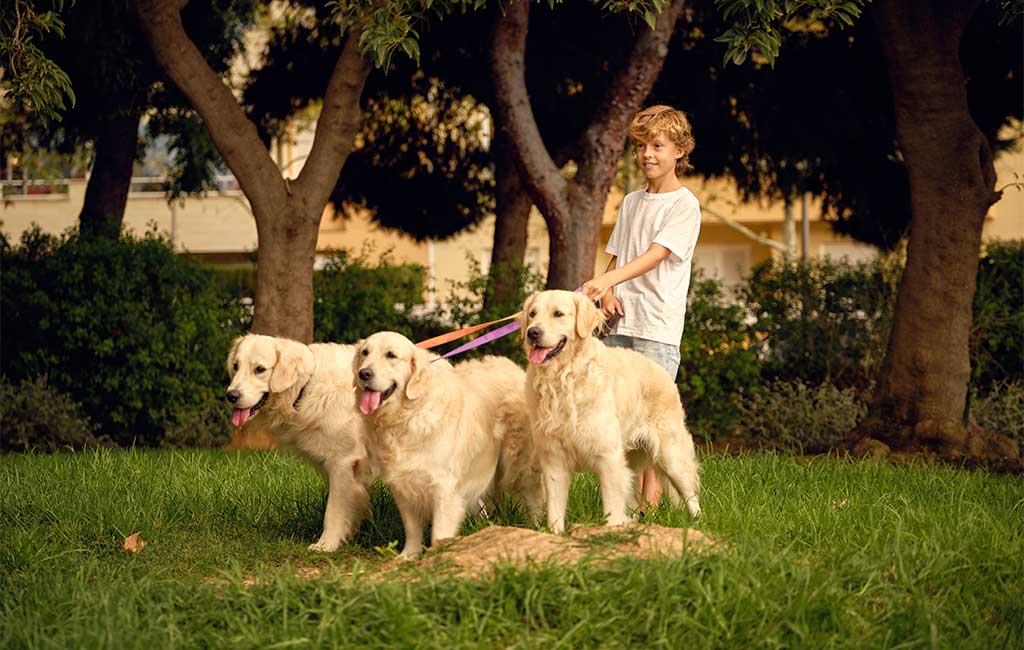 how to become a dog walker as a teenager